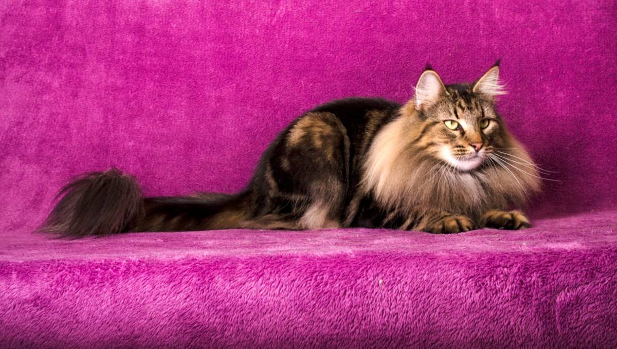 Alerta de fofura! Vai ter Expo Gatos em Santos para quem ama felinos