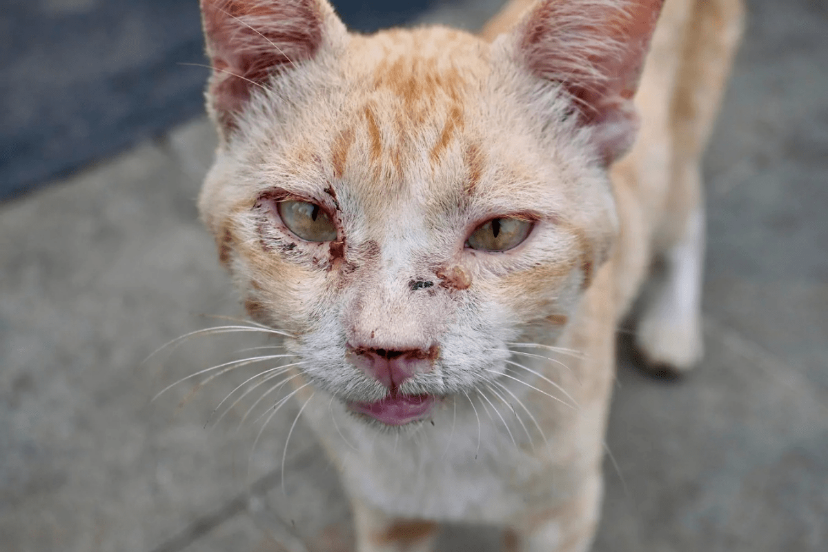 Alerta para os pais de pets: Santos inicia busca ativa por esporotricose