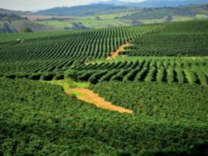 Exportação de café desaba em fevereiro impactada pela forte queda nos embarques para os EUA e a Alemanha