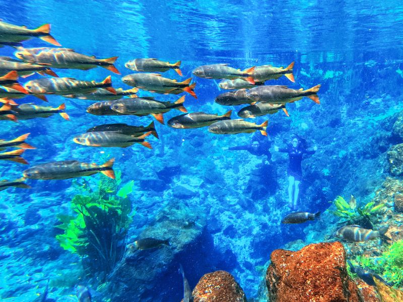 Bonito nas quatro estações: quando viajar para a capital brasileira do ecoturismo