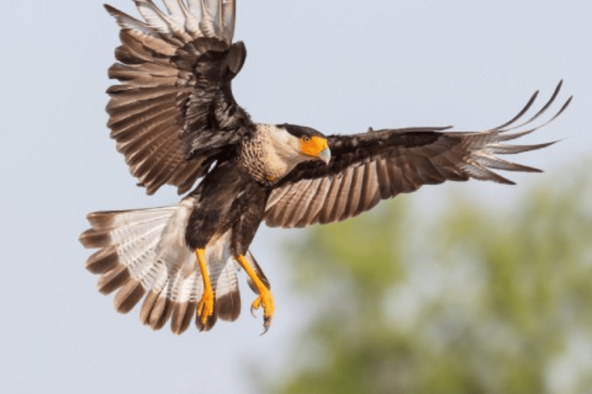 Donos da orla: o que o carcará e o gaivotão sabem sobre Santos que você não sabe