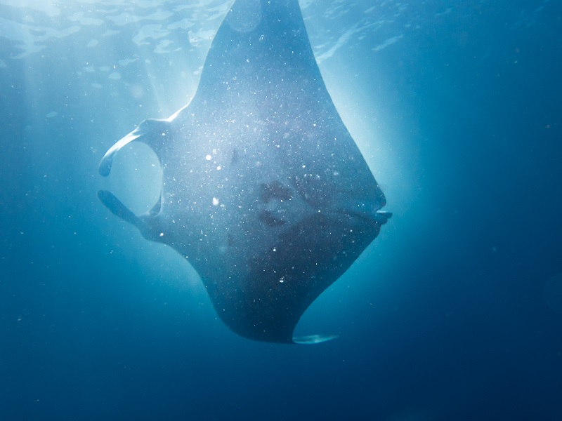 Raia-manta de aproximadamente 6 metros é avistada em Itanhaém