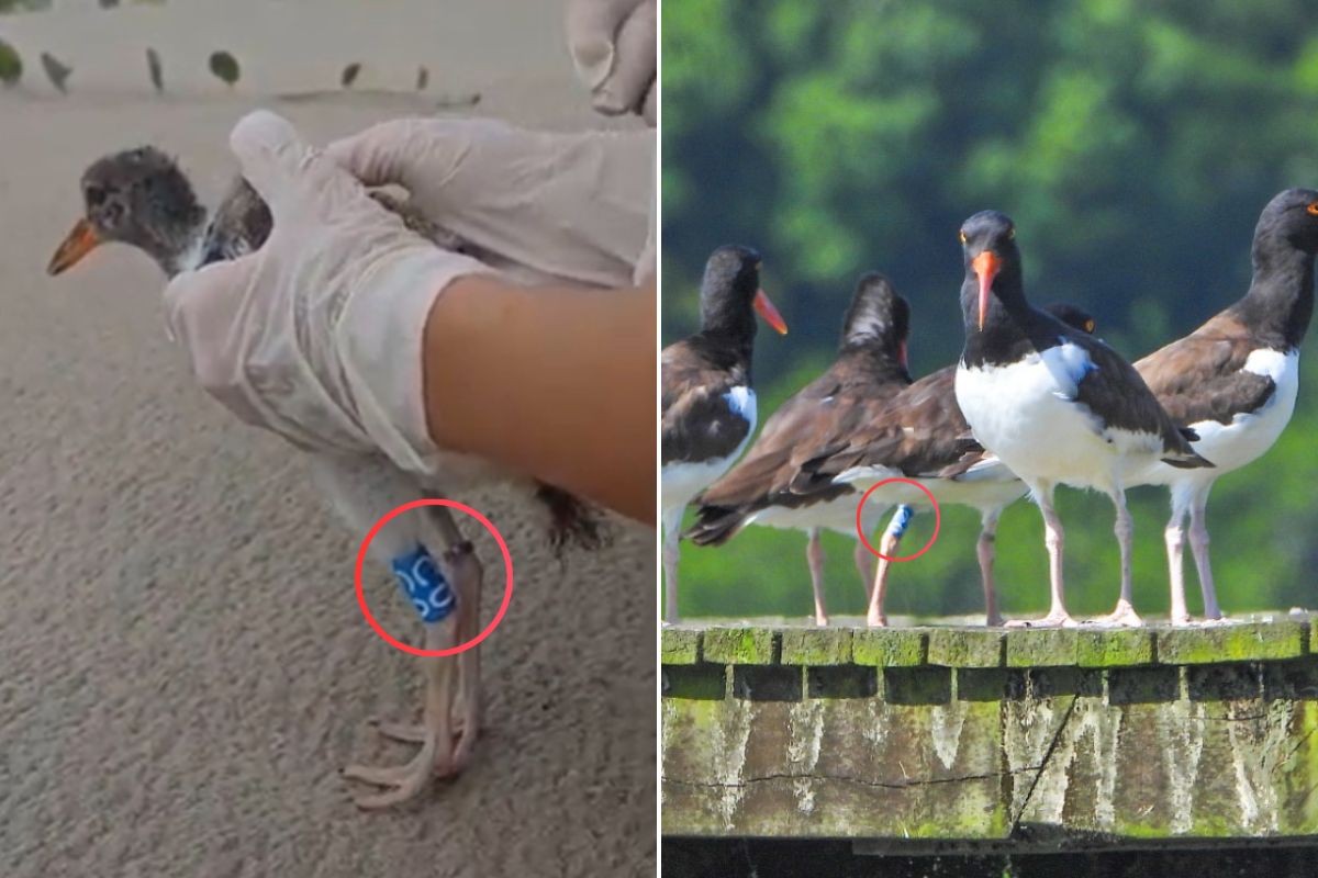 Ave piru-piru anilhada em SP é encontrada em SC após quase dois anos