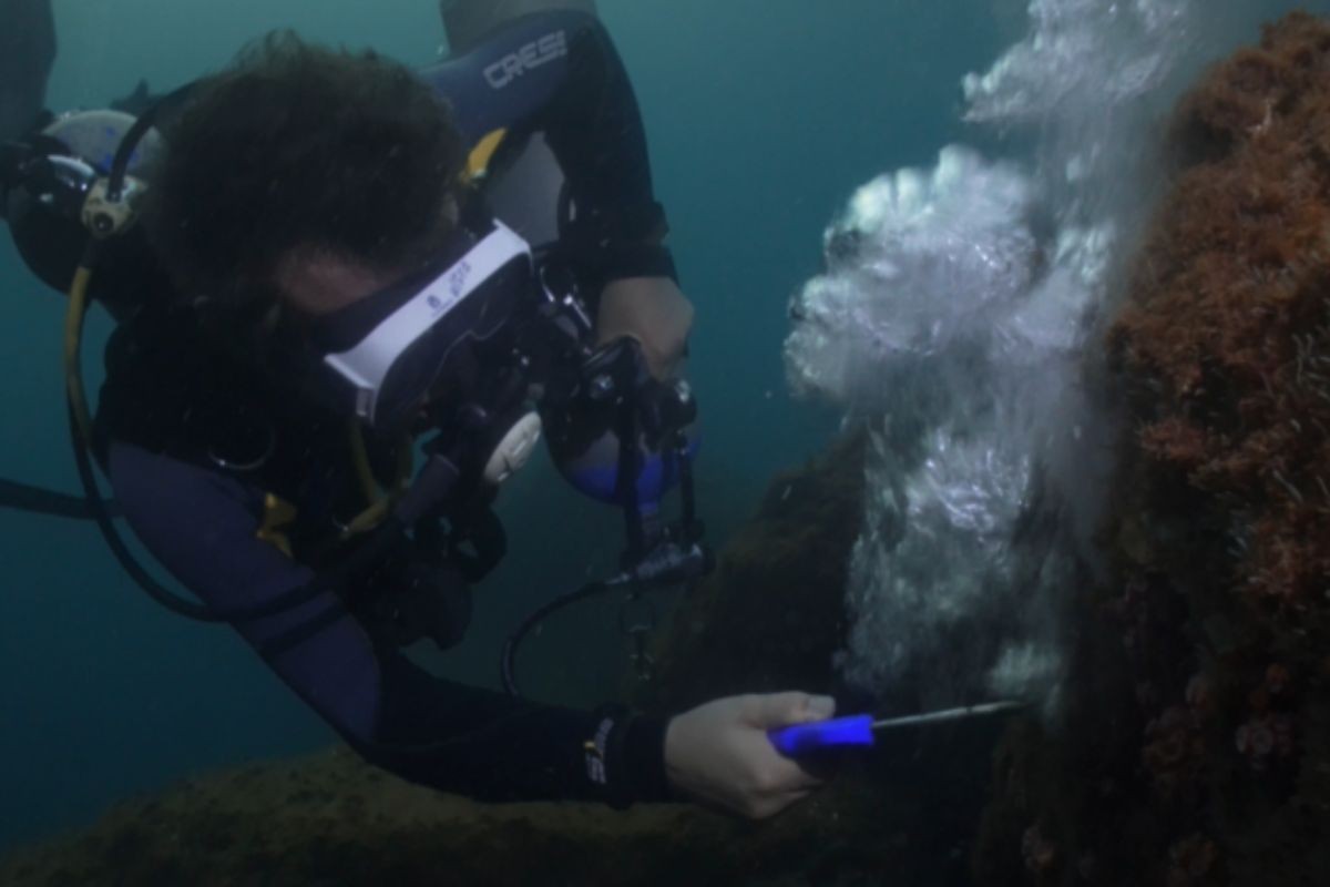 Pistola de ar é arma para combater coral invasor na costa brasileira
