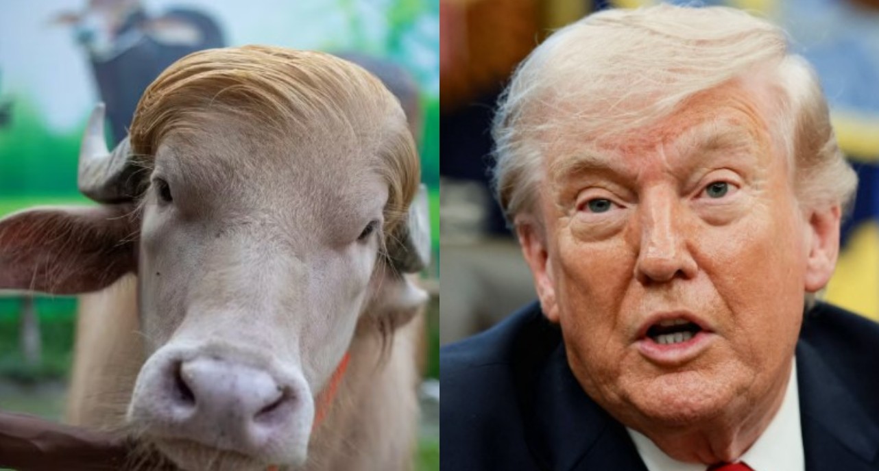 Búfalo ‘Donald Trump’ vira celebridade por semelhança com presidente