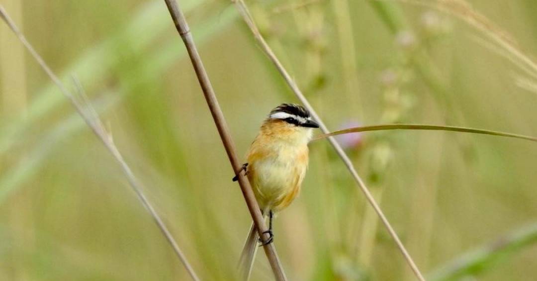 Programa oferece bolsas para pesquisas de campo envolvendo meio ambiente