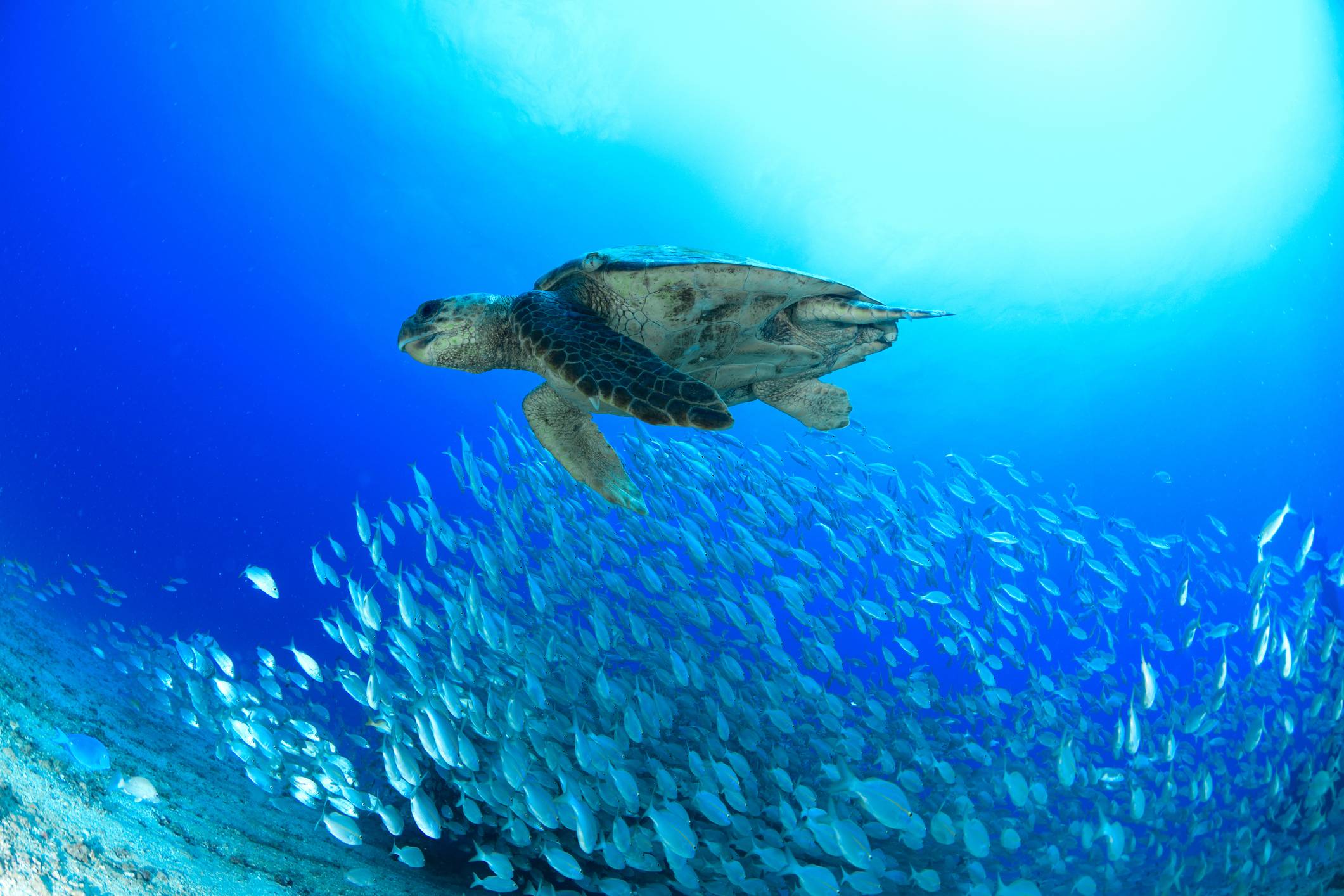 Brilliant Blue Challenge desafia estudantes em inovação e cultura oceânica