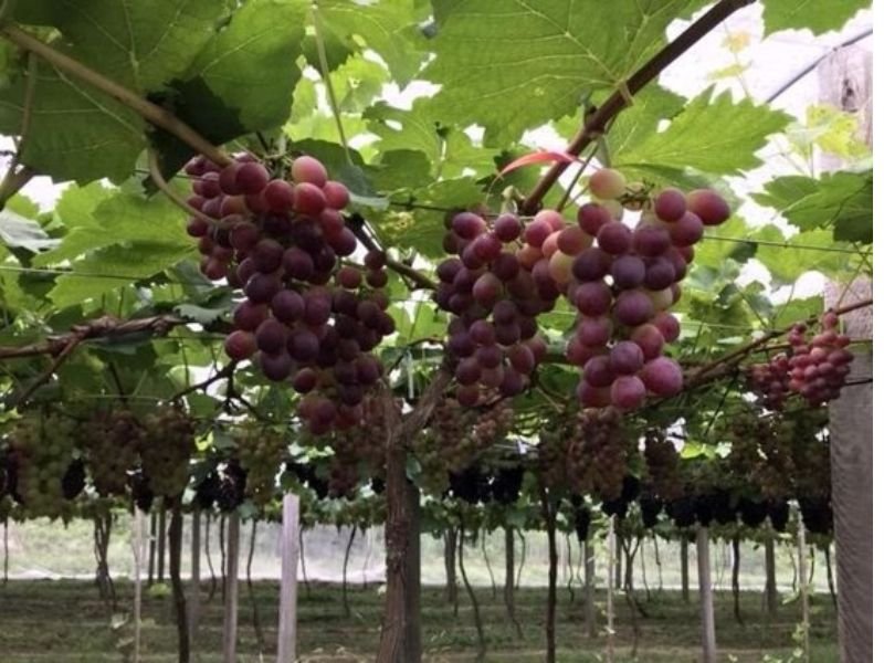 Nova tarifa provoca forte queda nas exportações de uvas brasileiras para os Estados Unidos