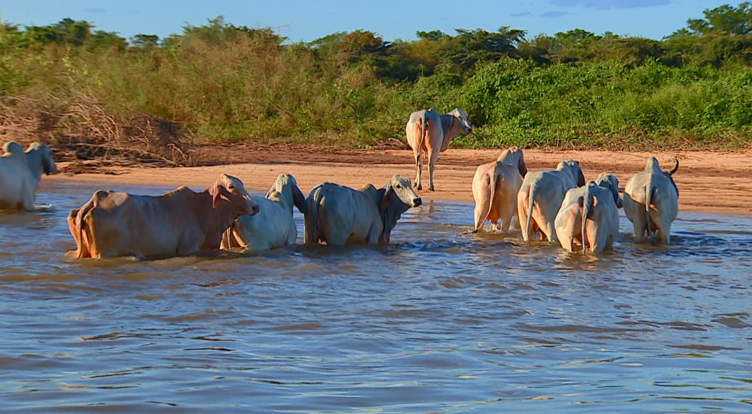 Exportadoras dizem que carne brasileira pode não conseguir atender exigências da UE sobre antimicrobianos