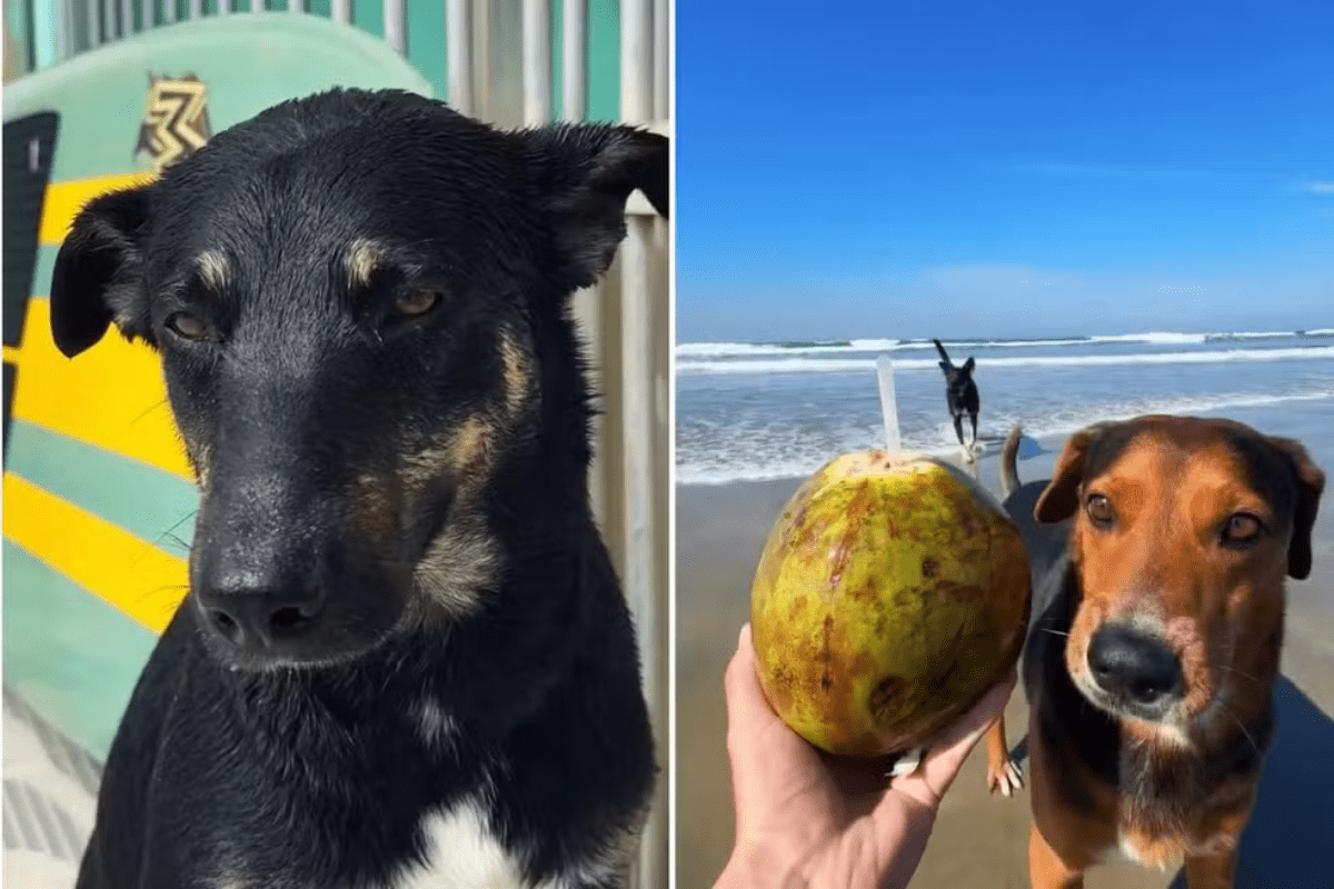 Em Praia Grande, Bill e Tobias encontraram uma nova rotina no mar