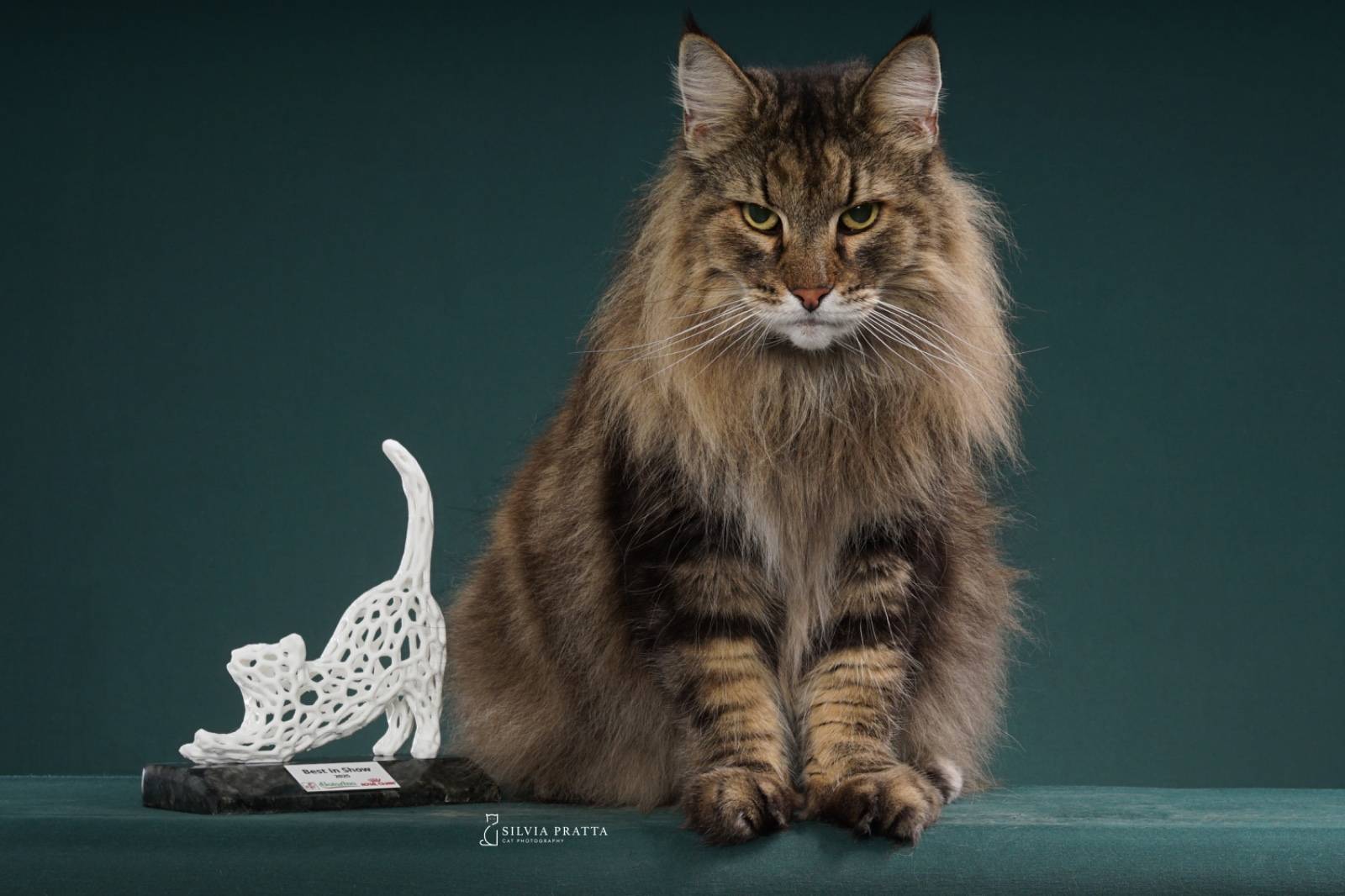 Alô, fãs de gatinhos! Bora para o Cats Festival em Santos?