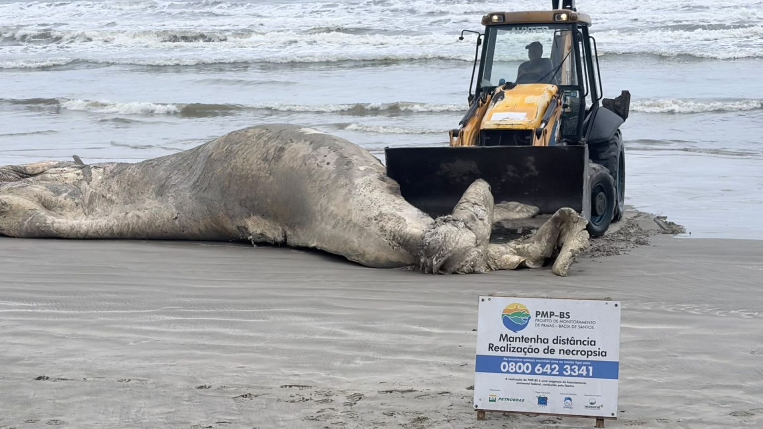 Baleia-jubarte é encontrada morta em praia de Mongaguá