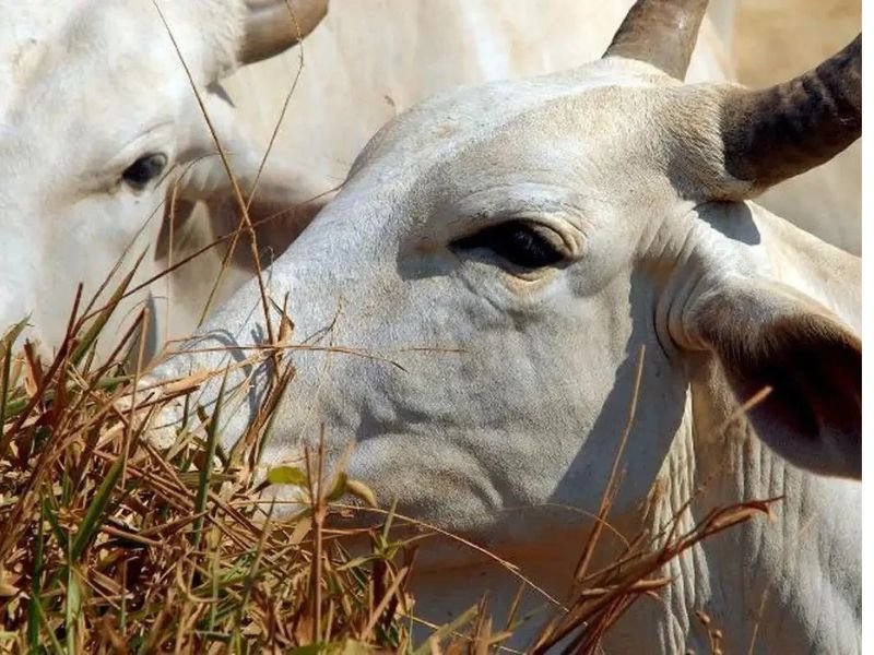 Entra em vigor mega tarifa de 67% imposta pela China às exportações brasileiras de carne bovina