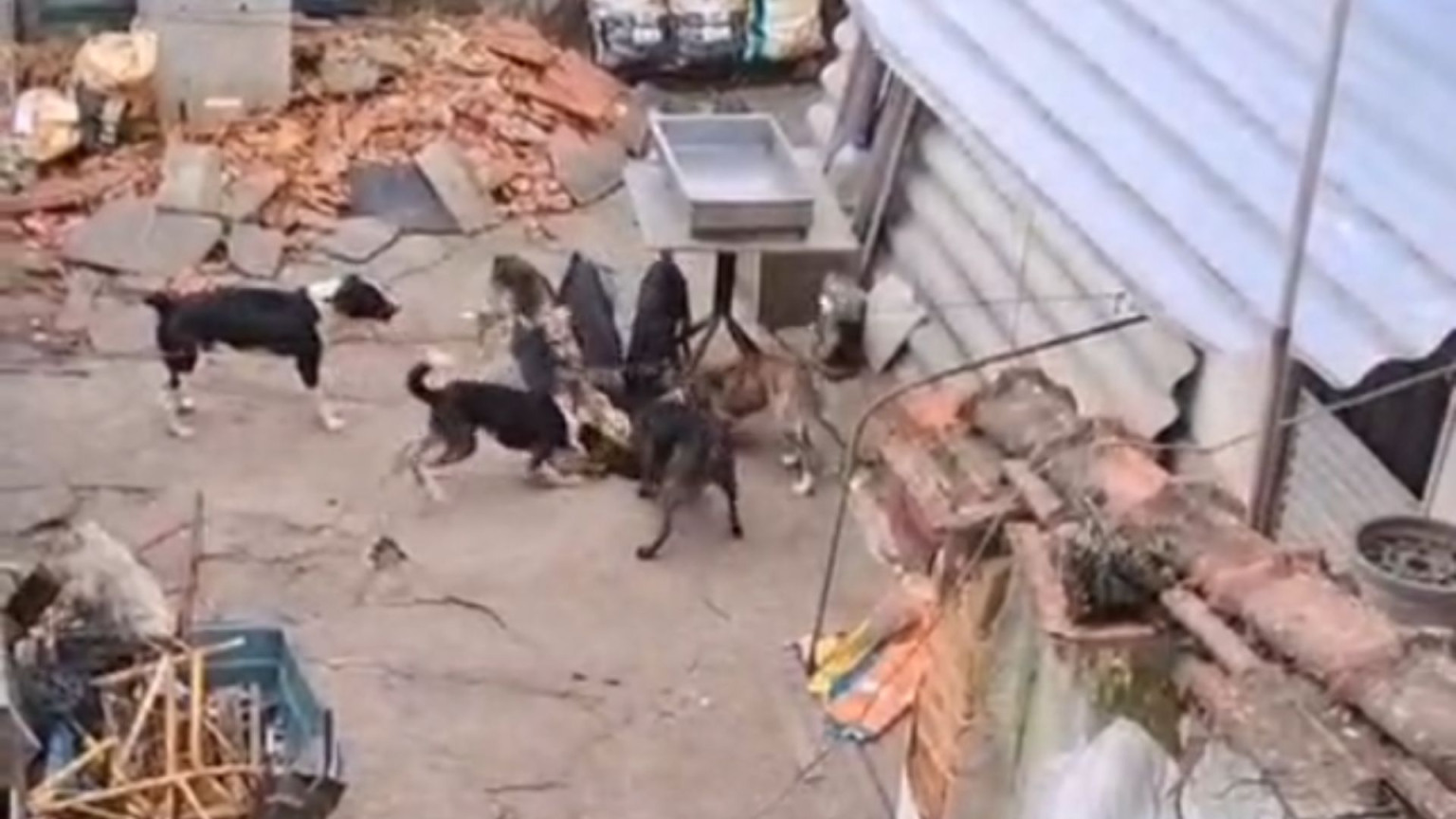 Idoso é solto após cães famintos serem encontrados comendo cachorro morto em São Vicente