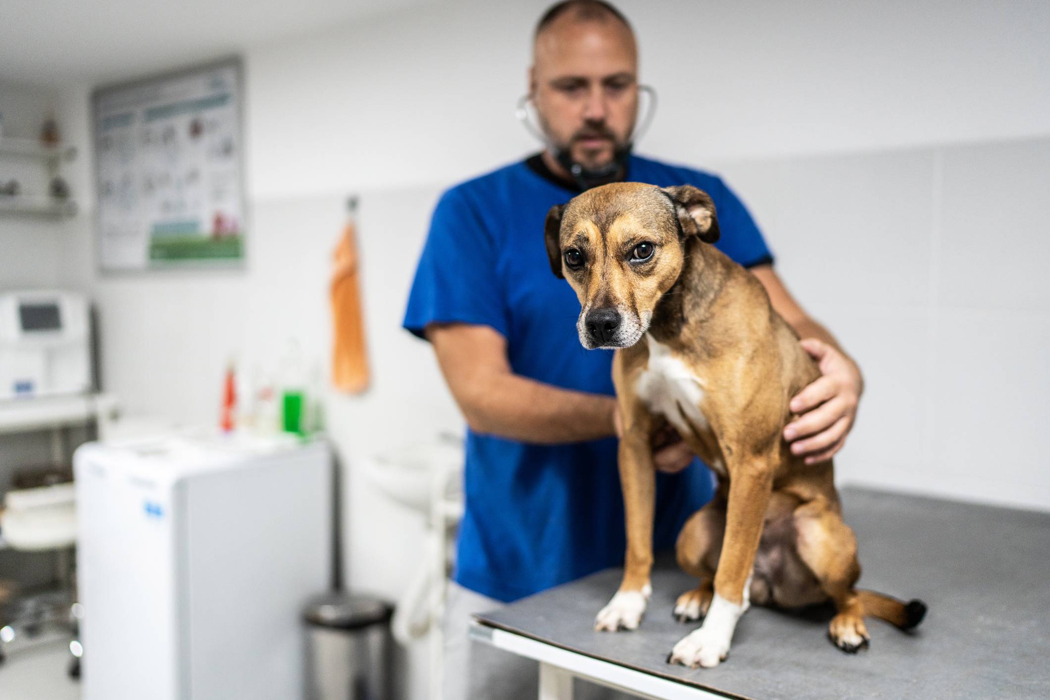 Raiva em cães e gatos: como proteger o seu pet (e a sua família) dessa doença